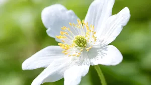 Light amplification & the flower of reality
