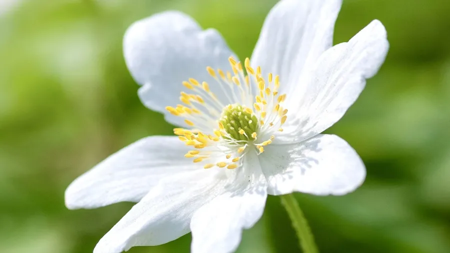 Light amplification & the flower of reality