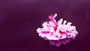What’s wrong with positivity & creative manifestation?